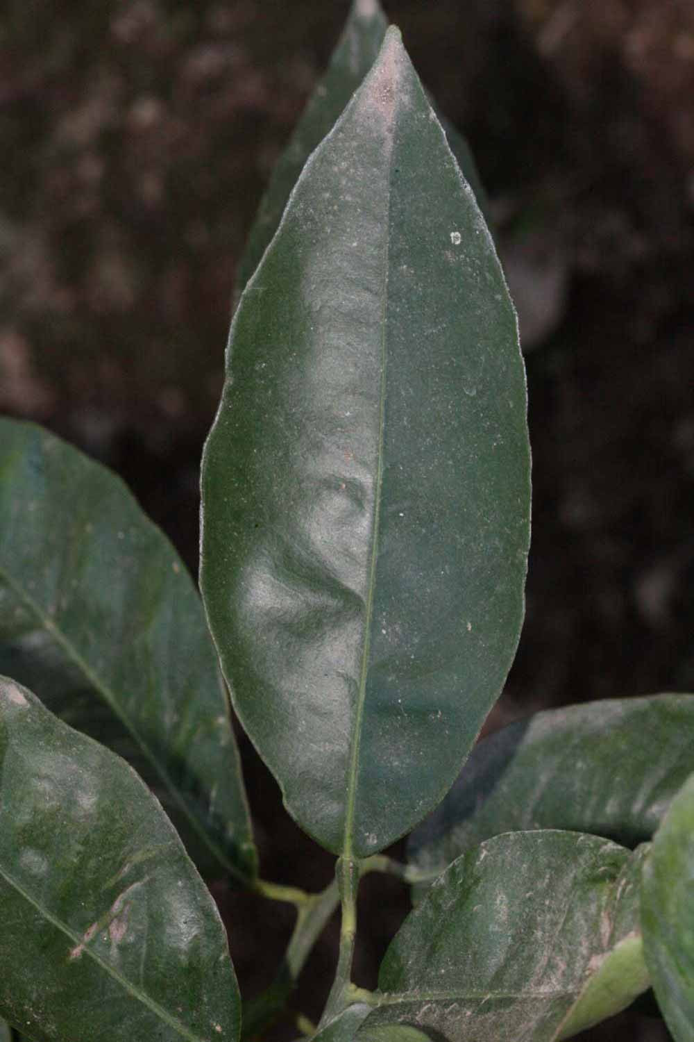              Unifoliolate leaf (Riverside, CA)       